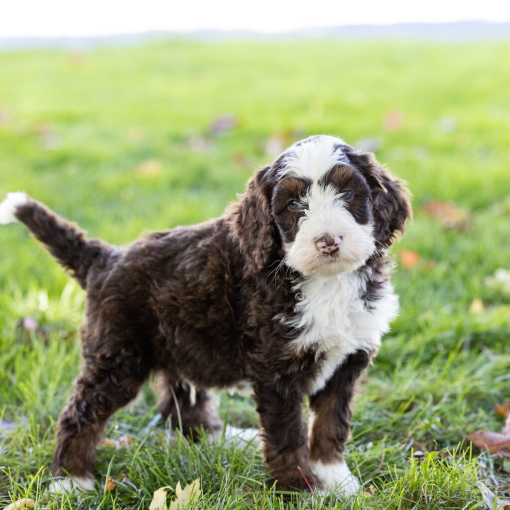 medium chocolate bernedoodle