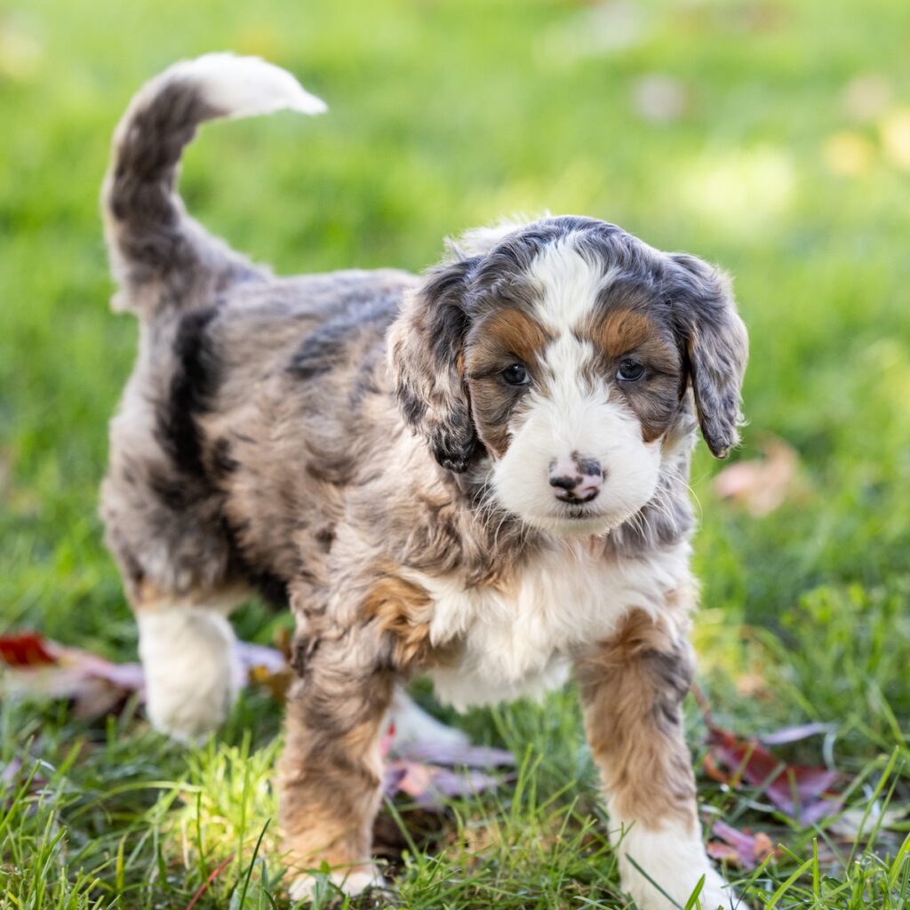 merle medium bernedoodle for sale pa