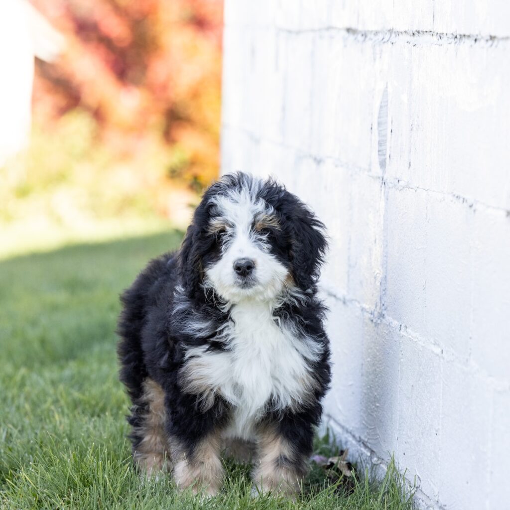 standard bernedoodles for sale near ny