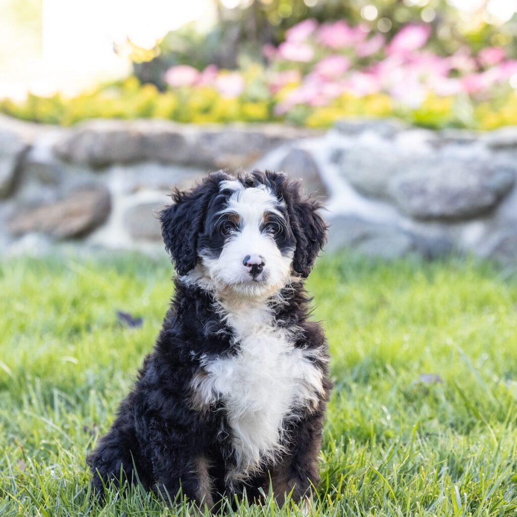 ultra bernedoodle for sale near me