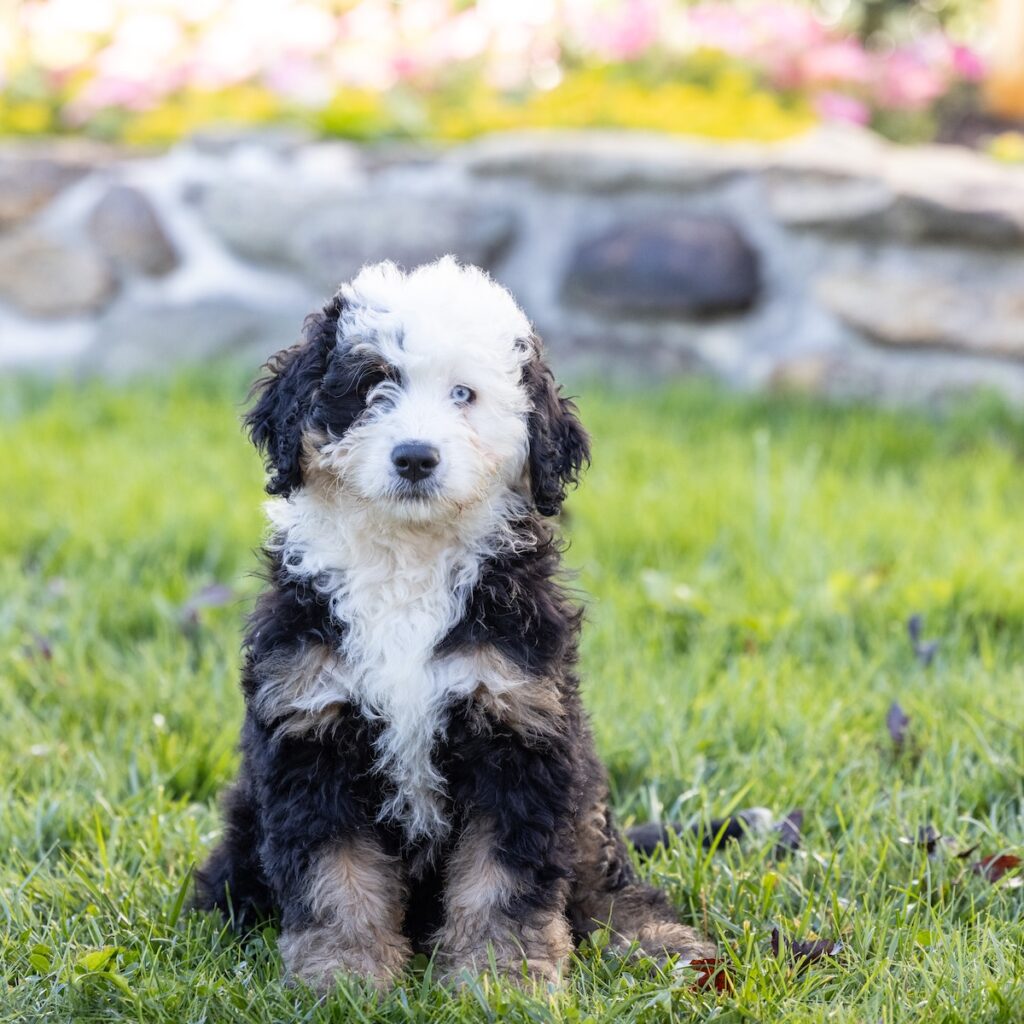 ultra bernedoodle puppy for sale near me