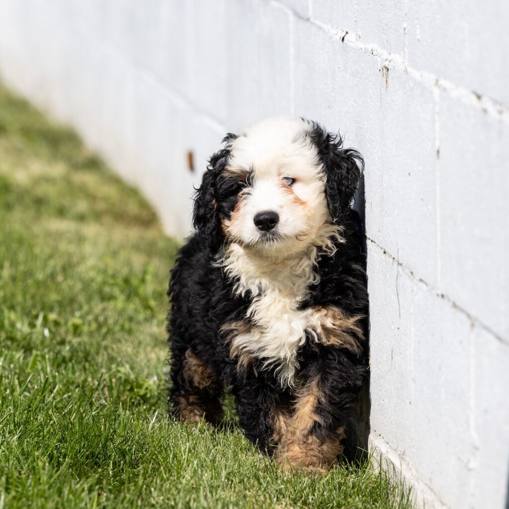 ultra bernedoodle puppy in pa