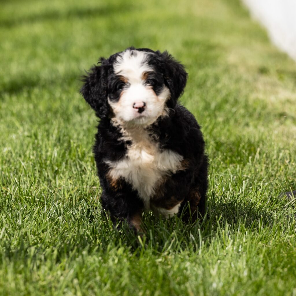 ultra bernedoodles