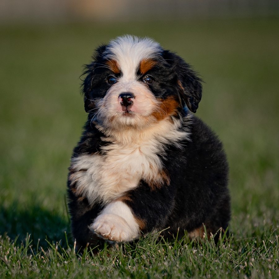 Straight hair coat bernedoodle