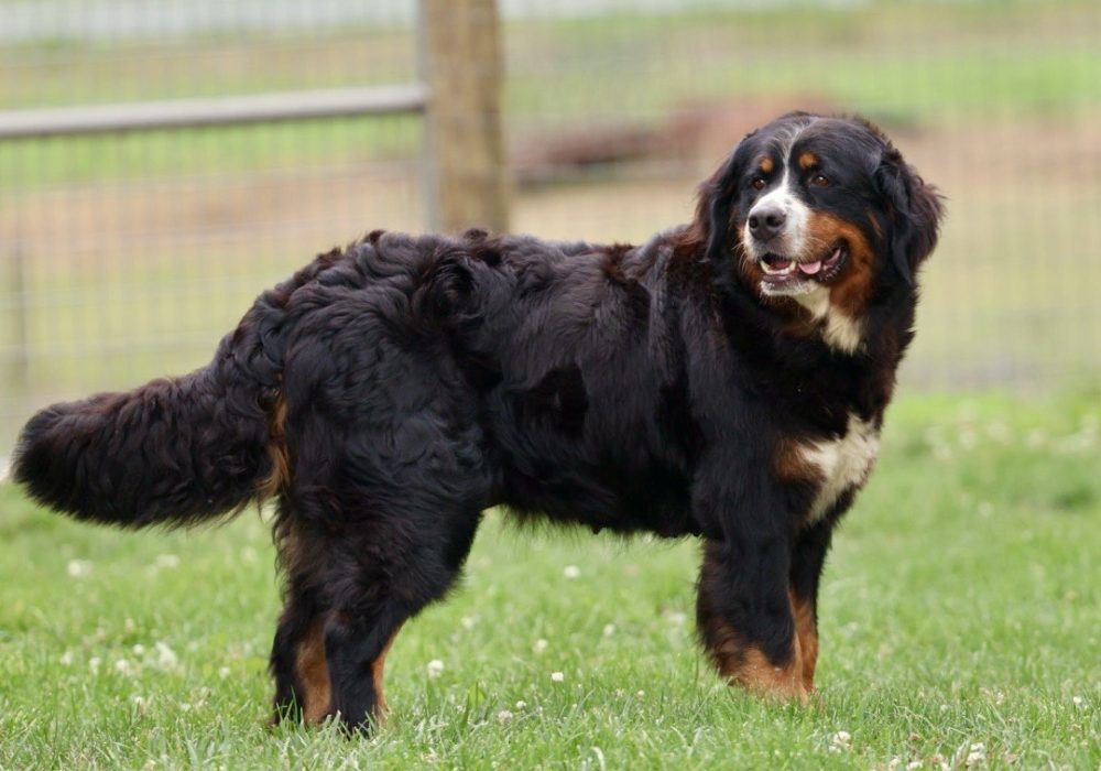 Hazel