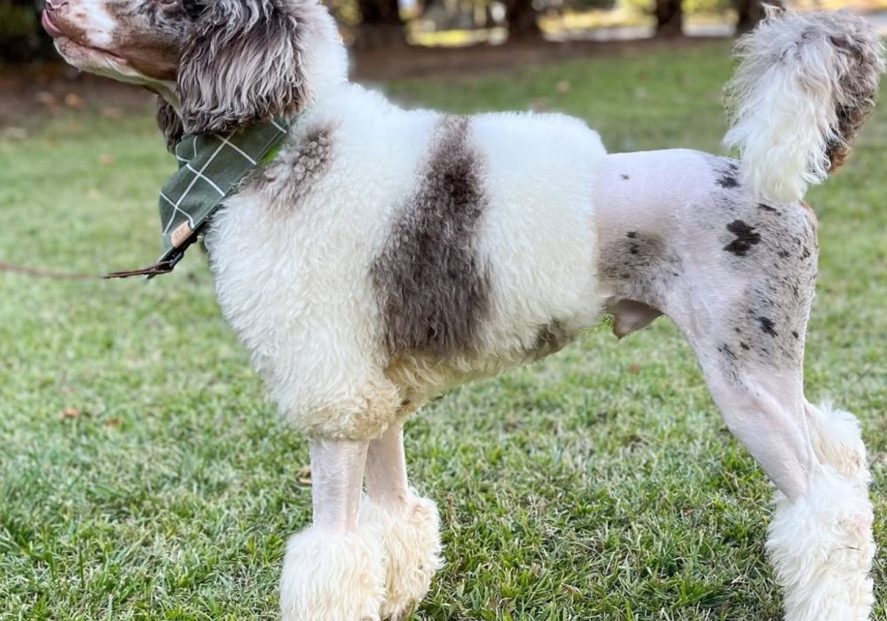 adult poodle andes