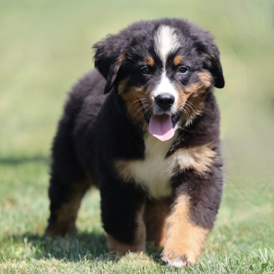 how much is a bernese mountain dog