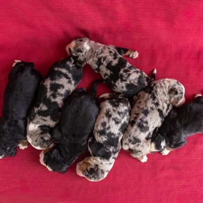 Ultra bernedoodle puppies for sale near me