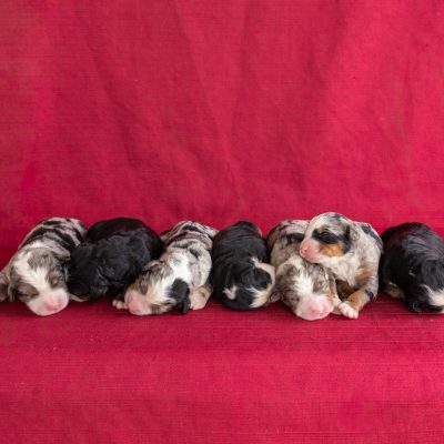 Ultra bernedoodle puppies for sale pa