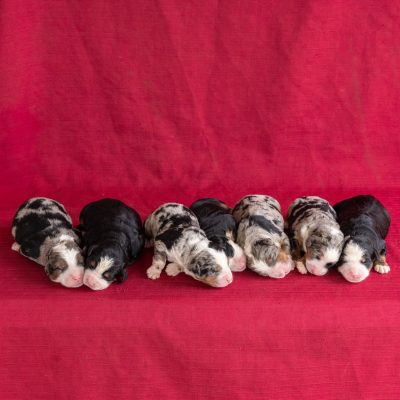 Ultra bernedoodle puppies for sale