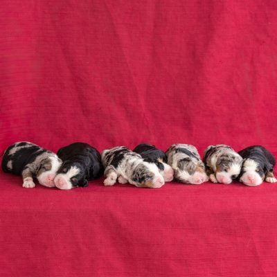 Ultra bernedoodle puppies