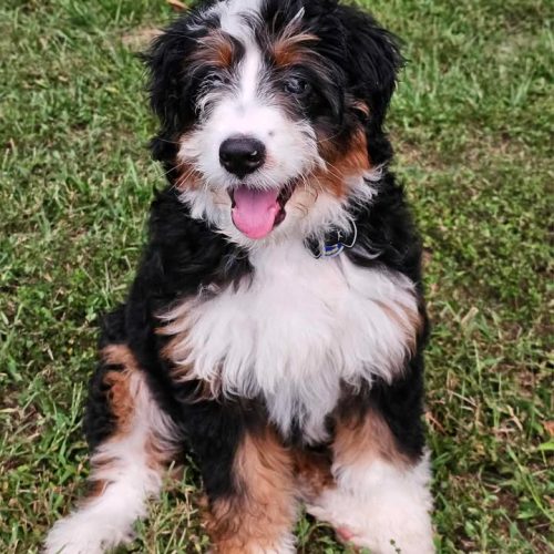 young bernedoodle