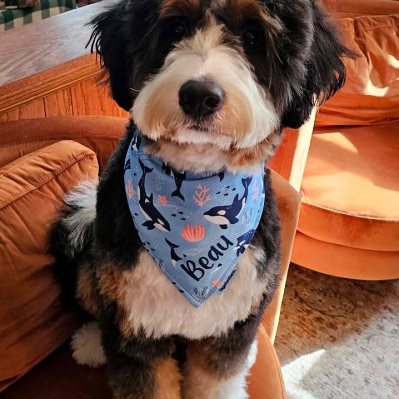 trained bernedoodle