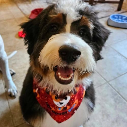 berry patch puppies review