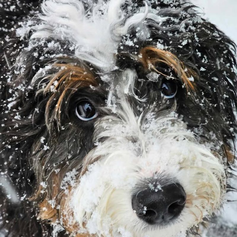 beau in the snow