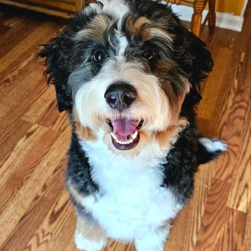 beau adult bernedoodle