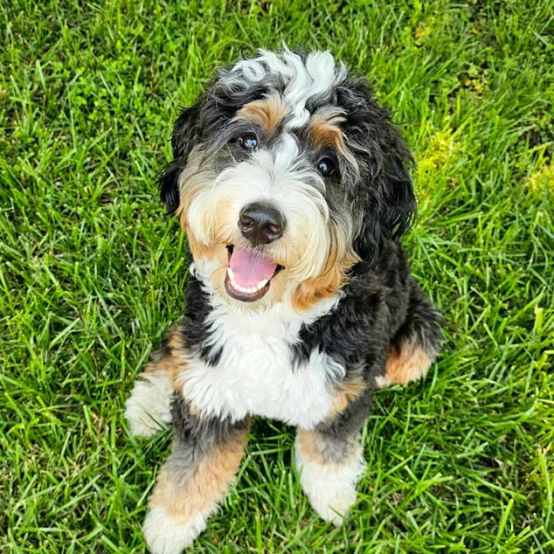 bernedoodle playing