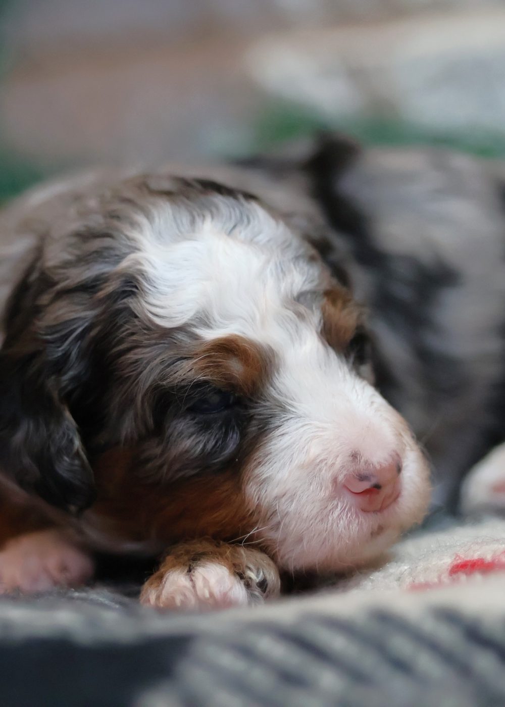 bernadoodle puppy at berry patch puppies