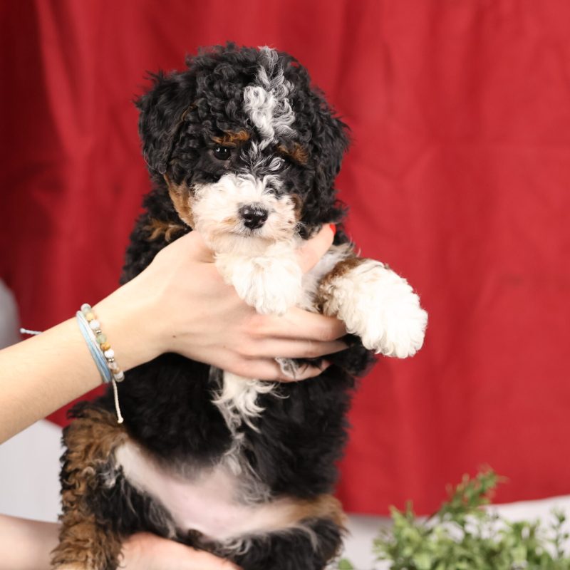 curly bernedoodle mini puppies
