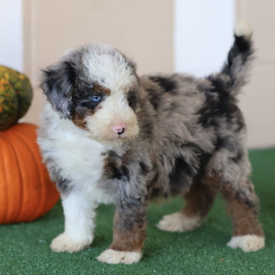 bernedoodle puppies for sale