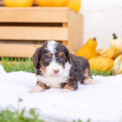chocolate bernedoodle