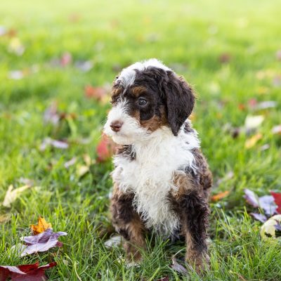 chocolate bernedoodle