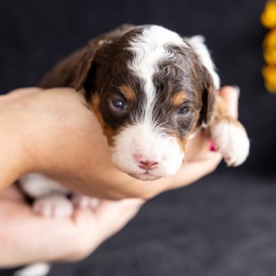 chocolate bernedoodle for sale near me pa