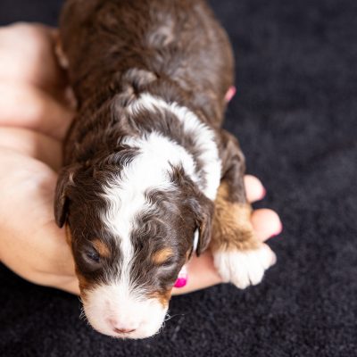 chocolate bernedoodle for sale near me