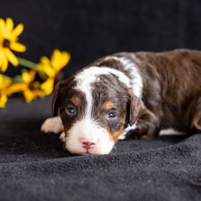 chocolate bernedoodle for sale