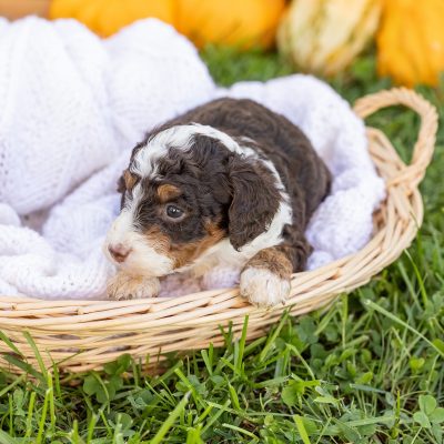 chocolate bernedoodle for sale_