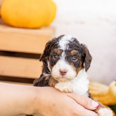 chocolate bernedoodle puppies