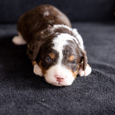 chocolate bernedoodle puppies
