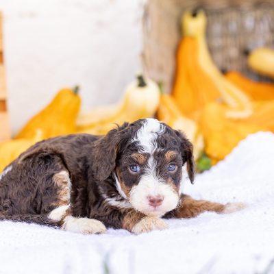 chocolate bernedoodle puppy