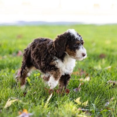 chocolate bernedoodle puppy