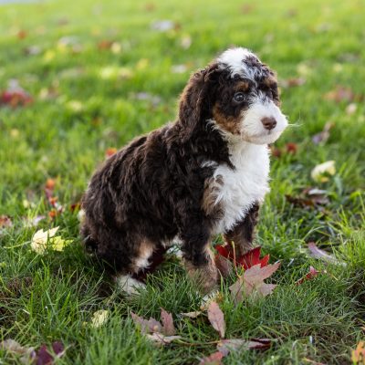 chocolate bernedoodle puppy for sale
