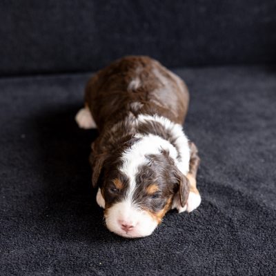 chocolate bernedoodle puppy