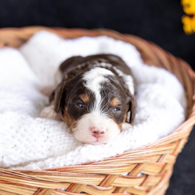 chocolate bernedoodle