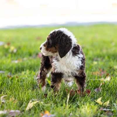 chocolate bernedoodles