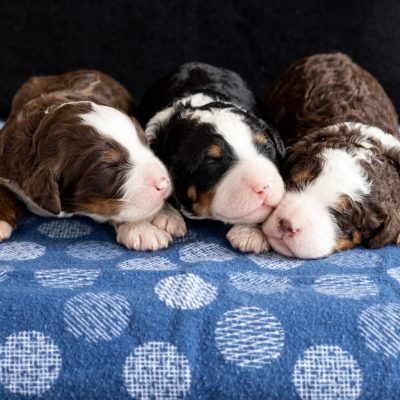 curly bernedoodles