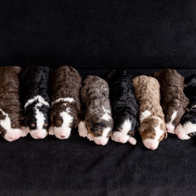 cute medium size bernedoodles and curly bernedoodles