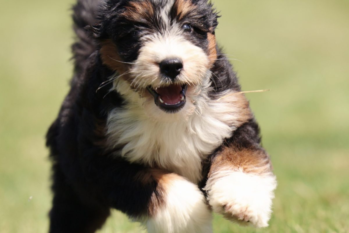 fluffy bernedoodle puppy