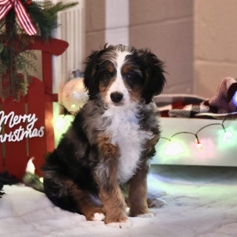 wavy hypoallergenic bernedoodle