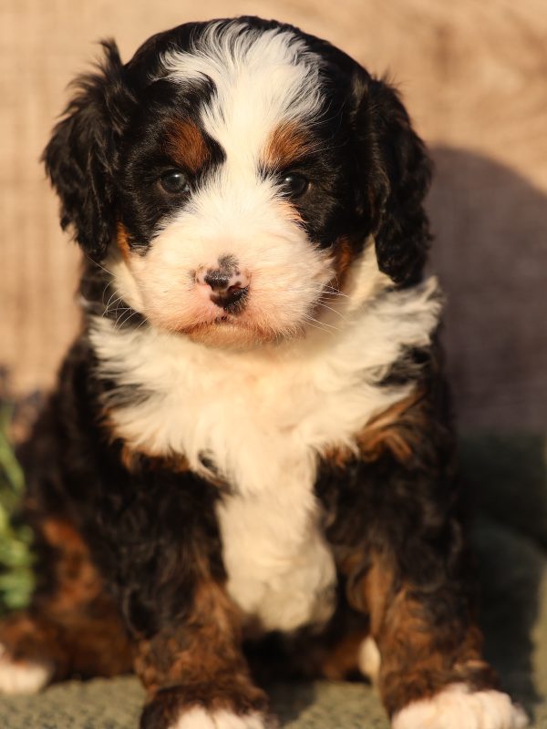 medium bernedoodle breeders near me
