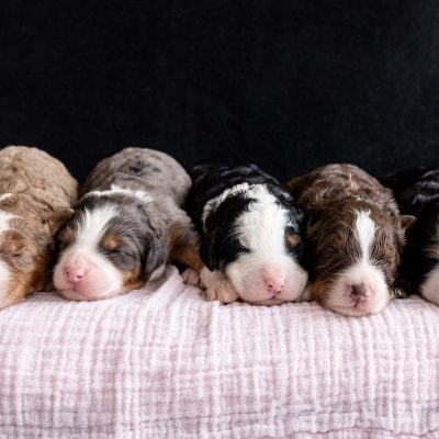 medium size bernedoodles