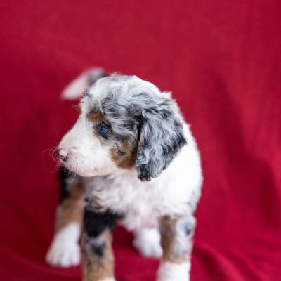 micro bernedoodle for sale