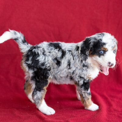 micro bernedoodle for sale near me