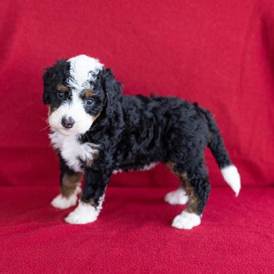 micro bernedoodle for sale near me dc