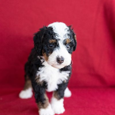 micro bernedoodle for sale near me nj
