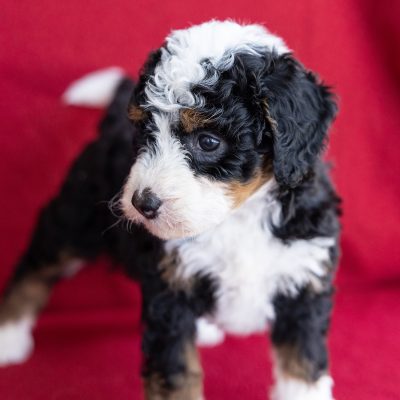 micro bernedoodle for sale near me ny