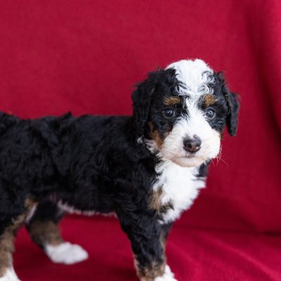 micro bernedoodle for sale near me pa